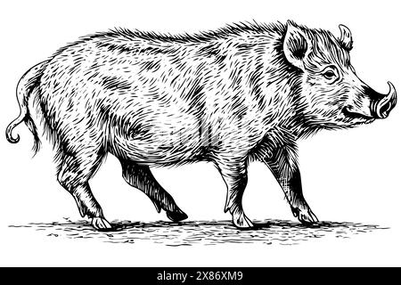 Wildschwein oder Wildschwein Zeichnung Tusche Skizze, Vintage Gravur Stil Vektor Illustration. Stock Vektor