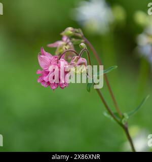 Aquilegia vulgaris „Dorothy Rose“. Eine doppelte rosa Aquilegia. Auch bekannt als Crows Foot und Grannys Bonnet. Stockfoto