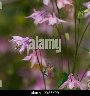 Blassrosa Aquilegien-Blüten. Auch bekannt als Columbine und Oma's Bonnet. Stockfoto