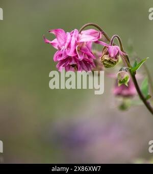 Aquilegia vulgaris „Dorothy Rose“. Eine doppelte rosa Aquilegia. Auch bekannt als Crows Foot und Grannys Bonnet. Stockfoto