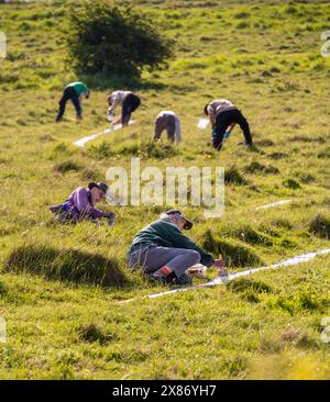 Wilmington, East Sussex, Großbritannien, 23.05.2024, Freiwillige helfen, den langen Mann von Wilmington zu malen. Die Riesenfigur an den steilen Hängen des Windover Hill ist 72 Meter hoch und hält zwei Stangen. Ursprünglich wurde angenommen, dass es sich um ein neolithikum handelt, heute wird angenommen, dass es sich um das 16. Oder 17. Jahrhundert handelt. Die Neumalerei ist das Finale einer Spendenaktion zur Unterstützung der Arbeit der Sussex Archaeology Society (die als Sussex Past gehandelt wird), die die berühmte Hügelfigur „The Guardian of the South Downs“ besitzt und pflegt. Die Kampagne sammelte mehr als £10.000 und fast 300 Spender zahlten £30,00, um eines der 770 Blöcke zu übernehmen Stockfoto