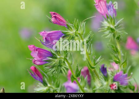 Wegerichblättriger Natternkopf, Wegerich-Natternkopf, Echium plantagineum, violette Viper-Bugloss, Patterson-Fluch, Rettung Jane, la Vipérine faux Stockfoto