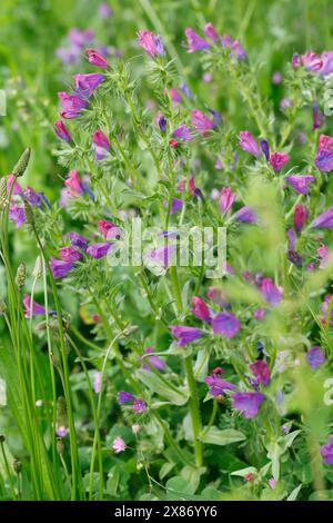 Wegerichblättriger Natternkopf, Wegerich-Natternkopf, Echium plantagineum, violette Viper-Bugloss, Patterson-Fluch, Rettung Jane, la Vipérine faux Stockfoto