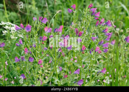 Wegerichblättriger Natternkopf, Wegerich-Natternkopf, Echium plantagineum, violette Viper-Bugloss, Patterson-Fluch, Rettung Jane, la Vipérine faux Stockfoto