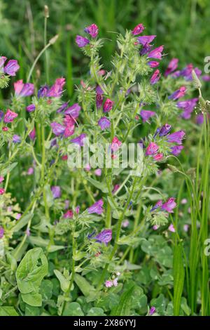 Wegerichblättriger Natternkopf, Wegerich-Natternkopf, Echium plantagineum, violette Viper-Bugloss, Patterson-Fluch, Rettung Jane, la Vipérine faux Stockfoto