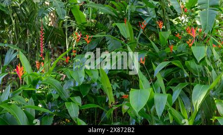 Dschungelvegetation und Blumen in Lautoka, Fidschi, Südpazifik. Stockfoto