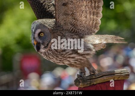 Blick auf eine große graue Eule während einer Falknerei-Show in Frankreich Stockfoto