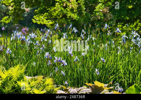 Eine üppige Gartenszene mit hohem grünem Gras und leuchtend blauen Blumen in voller Blüte. Der Hintergrund ist mit dichtem grünem Laub gefüllt, wodurch ein s entsteht Stockfoto