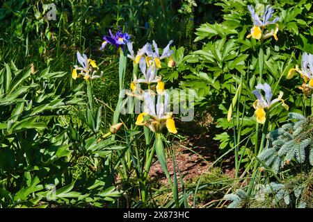 Ein Garten mit blühenden gelben und lila Iris, umgeben von grünem Laub. Stockfoto