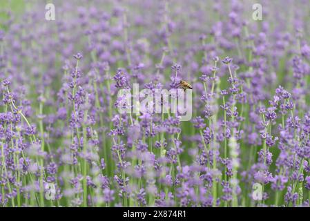 Die Biene sammelt Nektaren aus Lavendelblüten Stockfoto
