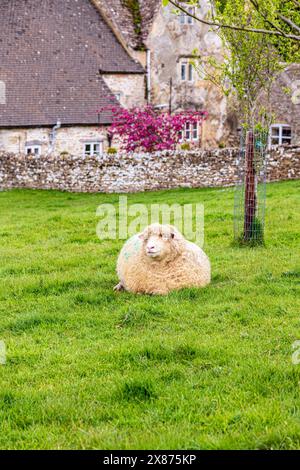 Ein Cotswold-Schaf neben der Manor Farm aus dem 17. Jahrhundert im Dorf Cotswold in Middle Duntisbourne, Gloucestershire, Großbritannien Stockfoto