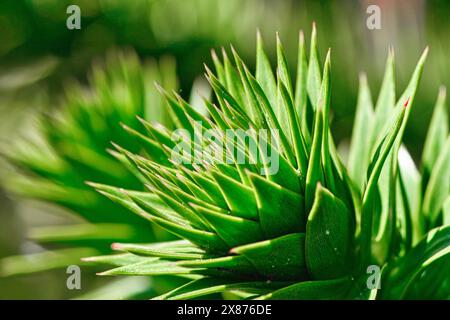 Nahaufnahme grüner, stacheliger Blätter einer Pflanze mit verschwommenem Hintergrund. Stockfoto