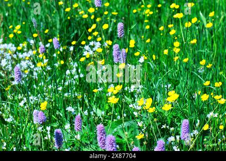 Eine lebendige Wiese voller Wildblumen, darunter gelbe Butterblumen, weiße Gänseblümchen und lila Stacheln, vor der Kulisse von üppig grünen g Stockfoto