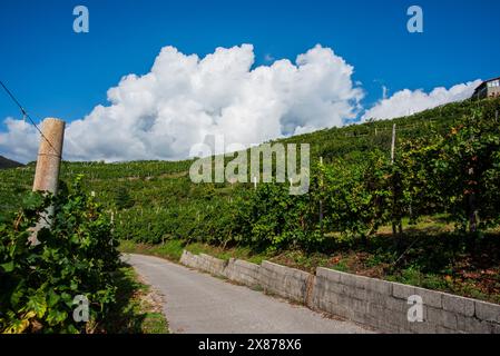 Nahaufnahme der Prosecco-Hügel bei Vidor bei Treviso Nahaufnahme eines Stiels von Prosecco-Rebblättern im Frühjahr bei Castelfranco Veneto in Veneto Ita Stockfoto