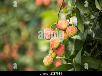 Frische reife Litschi-Früchte hängen auf Litschi-Baum im Plantagengarten. Schließen Sie Litschi Bäume Obst. Stockfoto