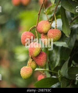 Frische reife Litschi-Früchte hängen auf Litschi-Baum im Plantagengarten. Schließen Sie Litschi Bäume Obst. Stockfoto