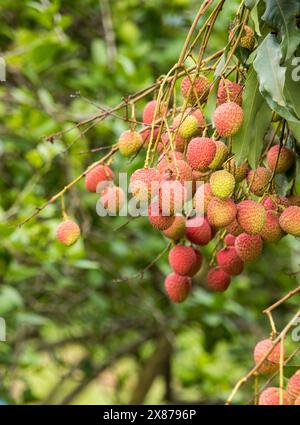 Frische reife Litschi-Früchte hängen auf Litschi-Baum im Plantagengarten. Schließen Sie Litschi Bäume Obst. Stockfoto