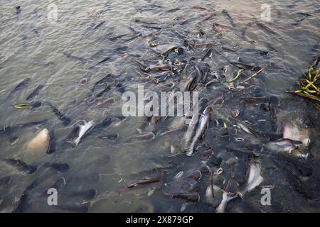 Thailand, Bangkok, Chao Phraya River, Wels (Ictalurus Melas) Stockfoto