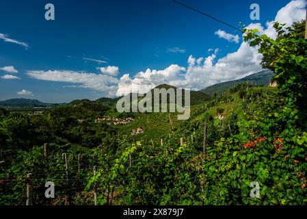 Nahaufnahme der Prosecco-Hügel bei Vidor bei Treviso Nahaufnahme eines Stiels von Prosecco-Rebblättern im Frühjahr bei Castelfranco Veneto in Veneto Ita Stockfoto