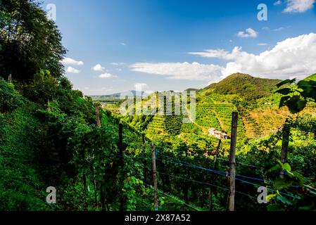 Nahaufnahme der Prosecco-Hügel bei Vidor bei Treviso Nahaufnahme eines Stiels von Prosecco-Rebblättern im Frühjahr bei Castelfranco Veneto in Veneto Ita Stockfoto