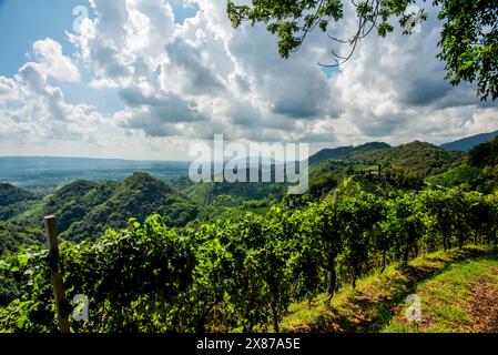 Nahaufnahme der Prosecco-Hügel bei Vidor bei Treviso Nahaufnahme eines Stiels von Prosecco-Rebblättern im Frühjahr bei Castelfranco Veneto in Veneto Ita Stockfoto