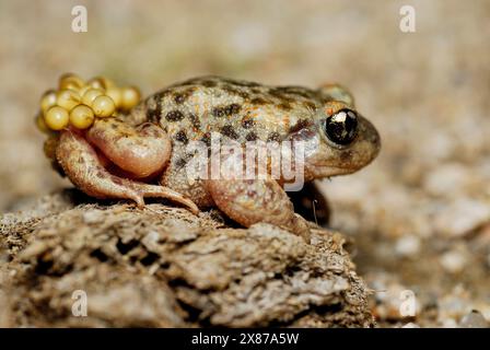 Hebammenkröte (Alytes cisternasii) in einem Teich von Valdemanco, Madrid, Spanien Stockfoto