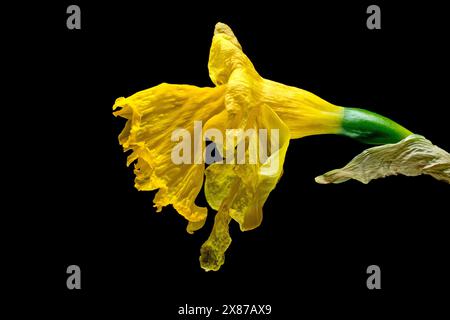 Narzissen (Narzissen), Nahaufnahme Stillleben einer einzelnen sterbenden oder toten gelben Blume, isoliert vor schwarzem Hintergrund. Stockfoto