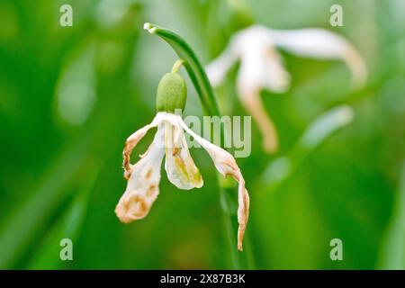 Schneeglöckchen (galanthus nivalis), Nahaufnahme einer einzigen toten Blume. Stockfoto