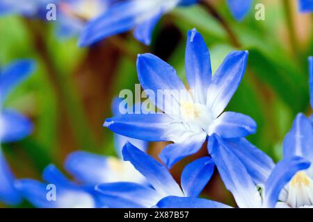 Spring Squill (scilla Verna), vielleicht Glory-of-the-Snow (scilla forbesii oder luciliae, chionodoxa siehei), Nahaufnahme einer einzigen blauen Blume aus vielen. Stockfoto