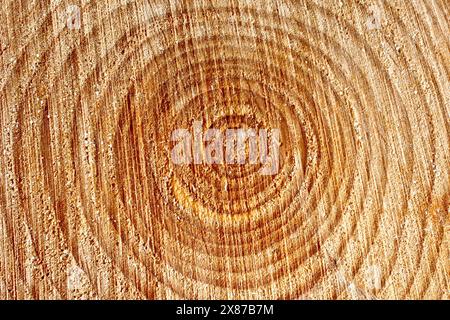 Nahaufnahme des konzentrischen Musters von Wachstumsringen, das auf dem Stumpf einer kürzlich abgeholzten Kiefer zu sehen ist. Stockfoto