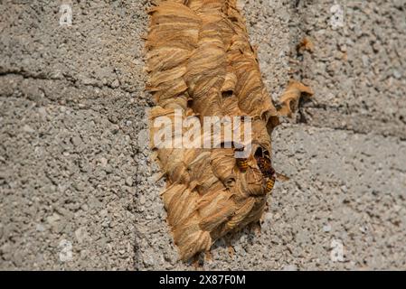 Nahaufnahme eines wilden Bienenstocks mit Bienen in der üppigen venezianischen Landschaft in der Nähe von Cogollo del Cengio in der Provinz Vicenza Veneto I. Stockfoto