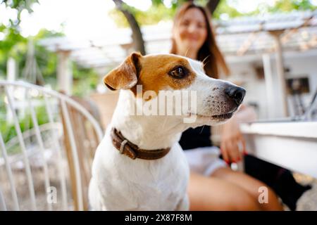 Jack Russel Terrier mit Frau im Garten Stockfoto