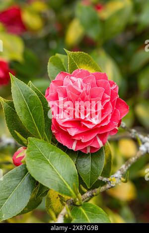 Nahaufnahme einer rosa/roten Kamelie mit einem weißen Streifen, der im Frühjahr im Bowood Woodland Garden, Calne, Wiltshire, England, Großbritannien blüht Stockfoto