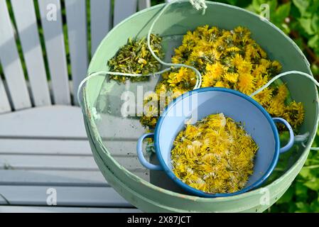 Gelbe Löwenzahnblüten im Metallkorb im Garten Stockfoto