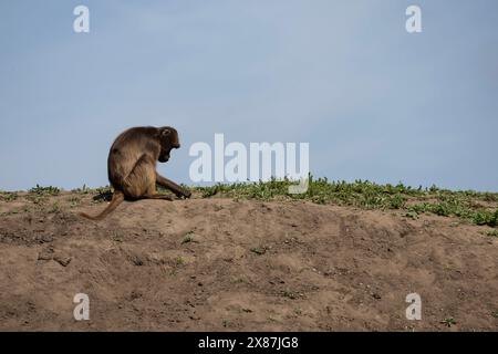 Ein Gelada-Affe Theropithecus gelada in Gefangenschaft in einem Wildpark, der auf einem Erdhügel sitzt und das Gras untersucht Stockfoto