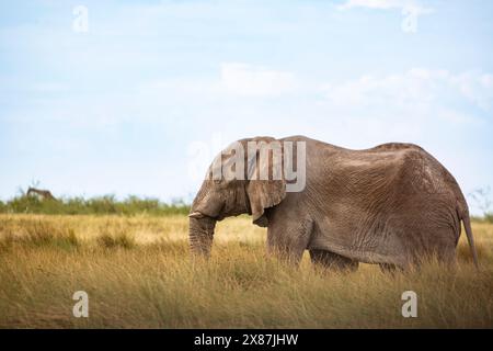 Namibia, einsamer Elefant (Loxodonta Africana) zu Fuß in der Etosha Pan Stockfoto