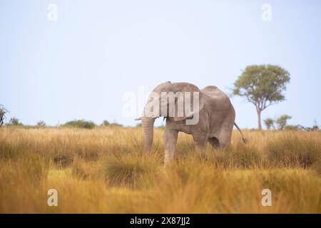 Namibia, einsamer Elefant (Loxodonta Africana) zu Fuß in der Etosha Pan Stockfoto