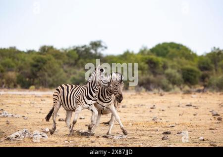 Namibia, zwei Zebras (Equus Quagga) spielen im Etosha-Nationalpark Stockfoto