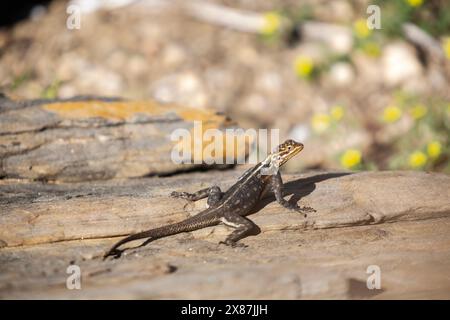 Namibia, Erongo, Namib Rock Agama (Agama planiceps) Stockfoto