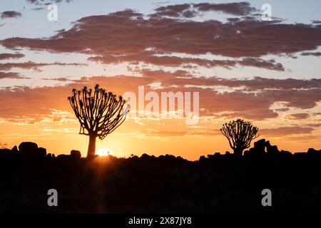 Namibia, Karas, Keetmanshoop, Silhouetten von Köcherbäumen bei Sonnenuntergang Stockfoto