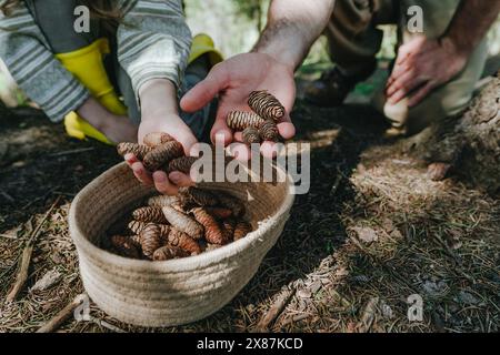 Vater und Tochter sammeln gemeinsam Tannenzapfen im Wald Stockfoto