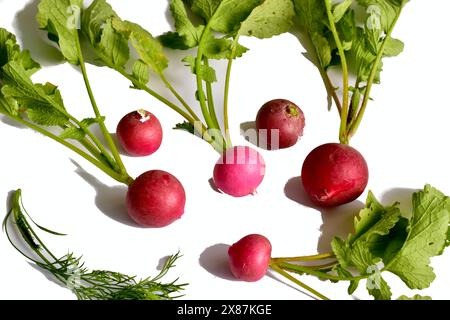 Die Früchte des roten Rettichs mit grünen Spitzen und Zweige der Petersilie mit Dill bilden ein Stillleben auf dem Tisch. Stockfoto