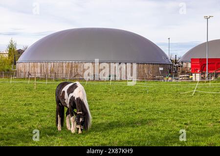 Deutschland, Baden-Württemberg, Fellbach, Pferdeweide im Fahrerlager mit Biogasanlagen im Hintergrund Stockfoto