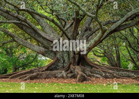 Neuseeland, Nordinsel, Auckland, Old Moreton Bay Feigenbaum (Ficus macrophylla) in Auckland Domain Stockfoto