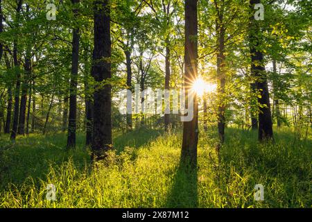 Deutschland, Bayern, aufgehende Sonne scheint durch Baumäste Stockfoto