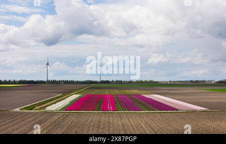 Mehrfarbiges Tulpenblumenfeld mit Windturbinen Stockfoto