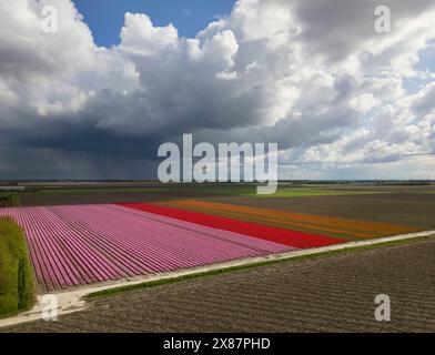 Verschiedene Tulpenblüten auf dem Feld unter bewölktem Himmel Stockfoto