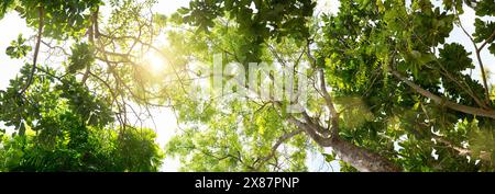 Sonnenlicht durch Äste von üppig grünen Bäumen Stockfoto