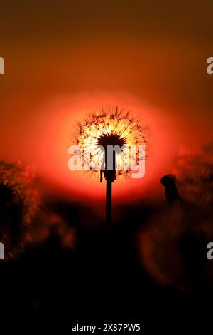 Löwenzahn Samen Kopf gegen die untergehende Sonne Stockfoto