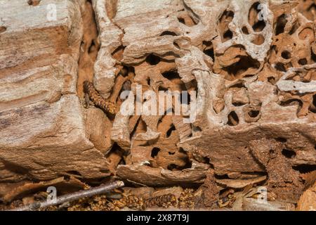 Zimmermann Ant Galeries Stockfoto